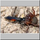 Anoplius infuscatus - Wegwespe 01c 10mm mit Wolfspinne.jpg